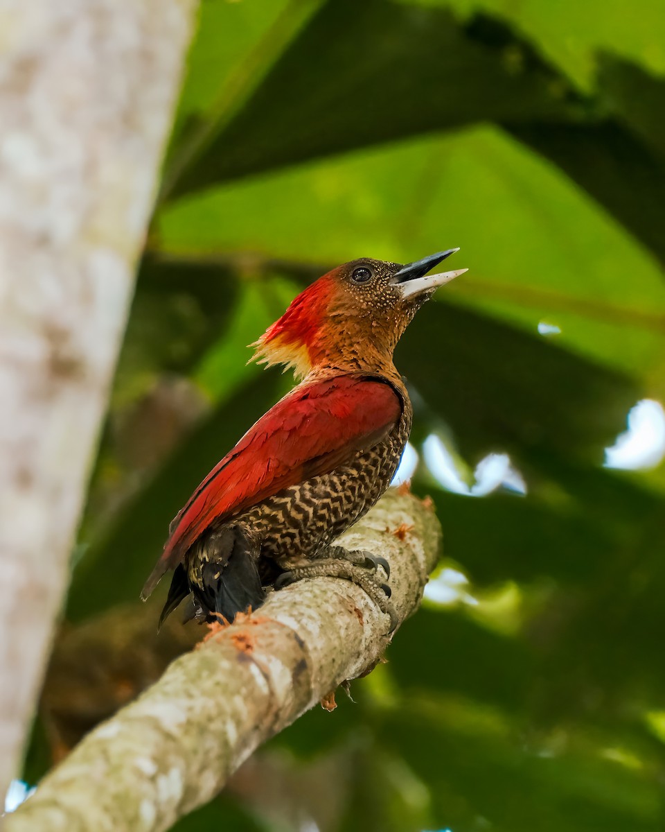 Banded Woodpecker - ML621630033