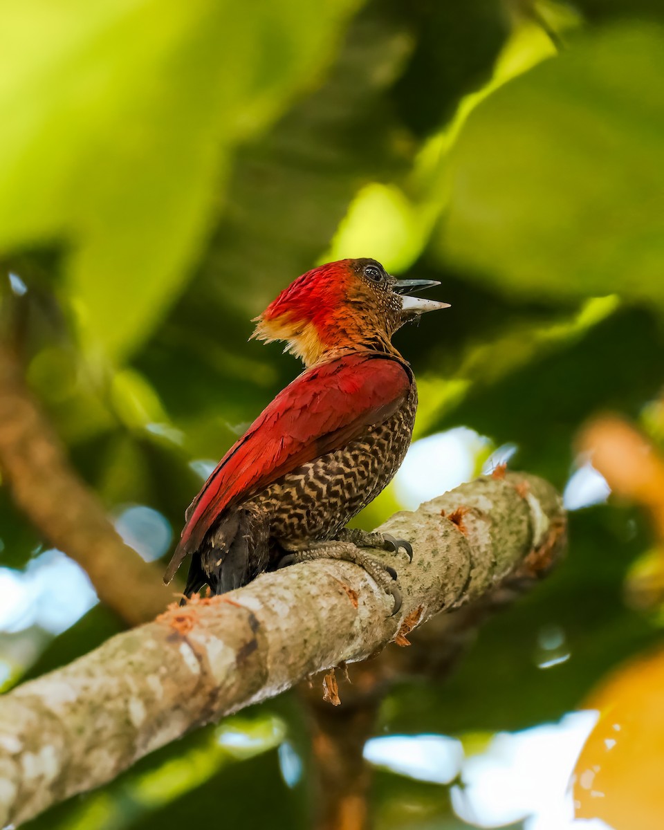 Banded Woodpecker - Abdul Hakim Hatta