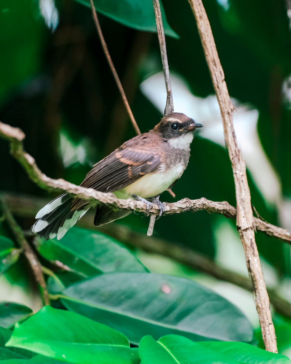 Malaysian Pied-Fantail - ML621630035