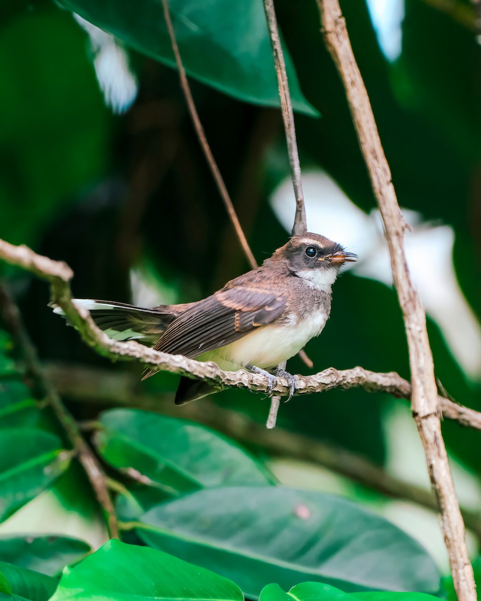 Malaysian Pied-Fantail - ML621630036