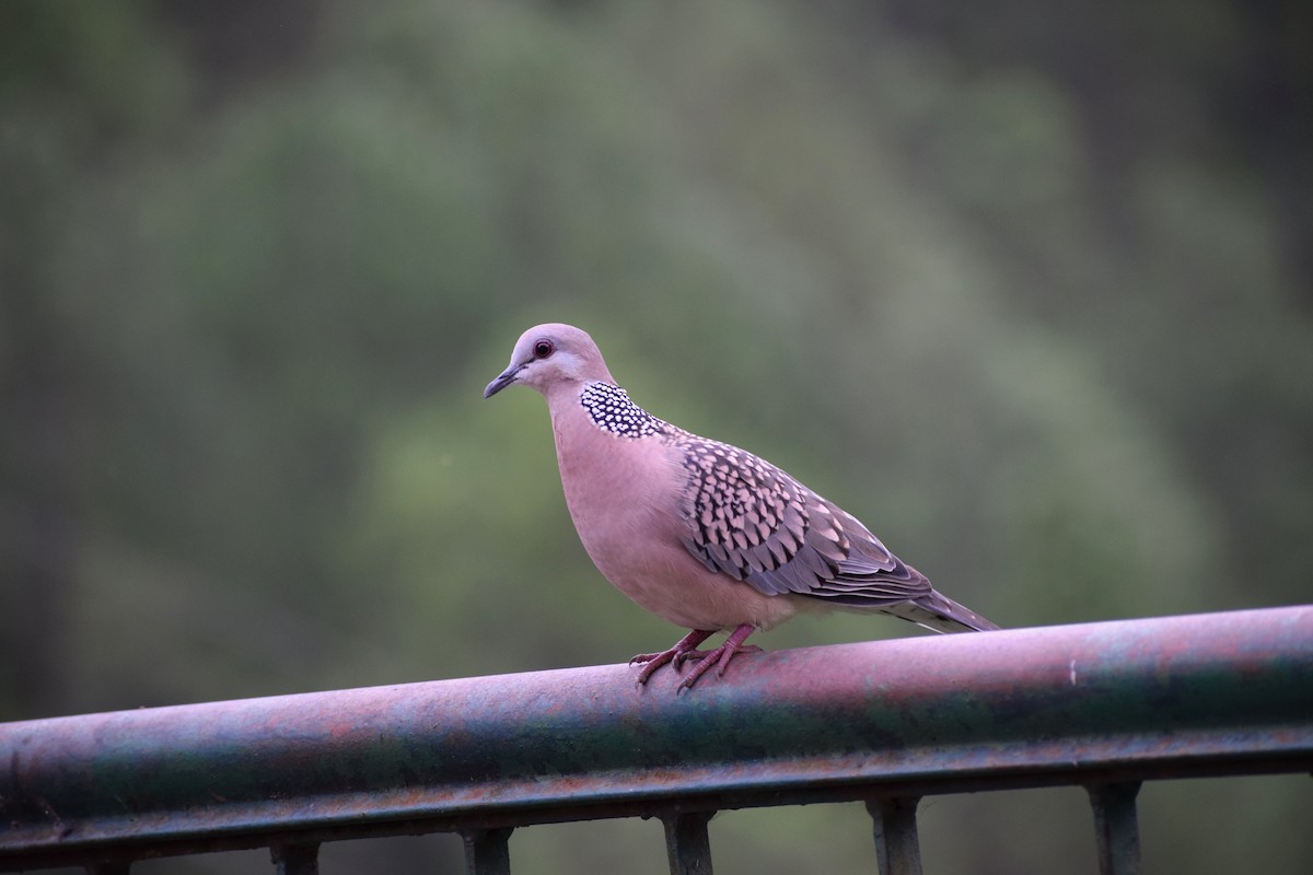 Spotted Dove - ML621630098