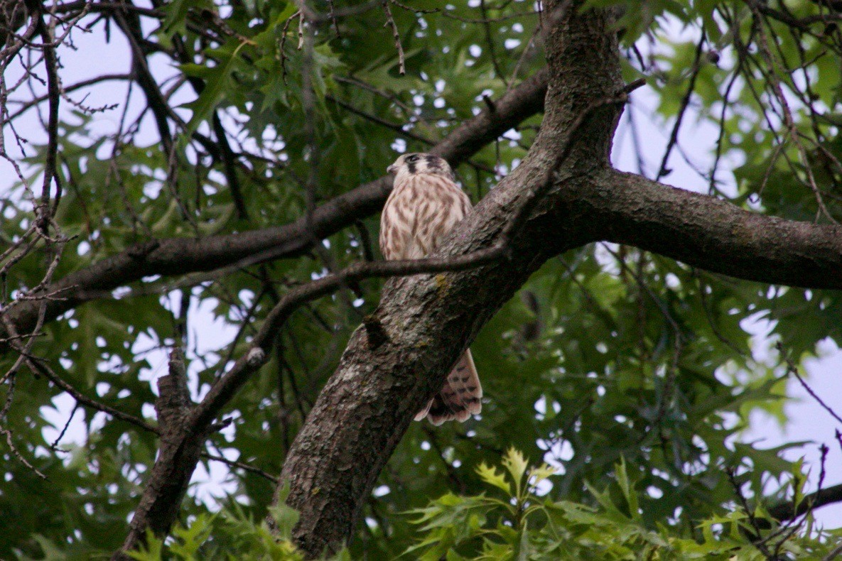 American Kestrel - ML621630137