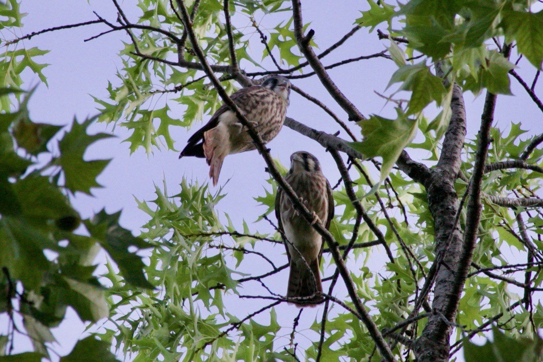 American Kestrel - ML621630138