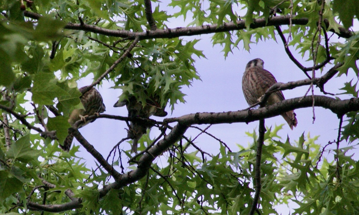 American Kestrel - ML621630140