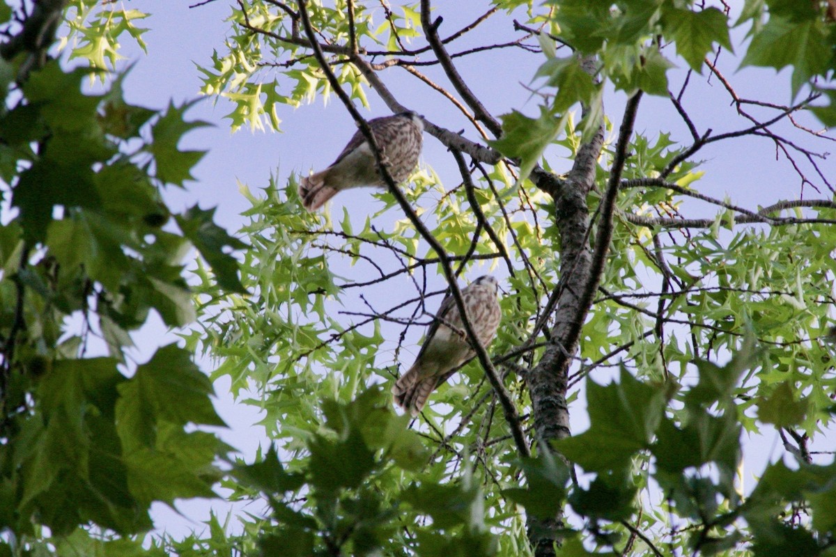American Kestrel - ML621630141