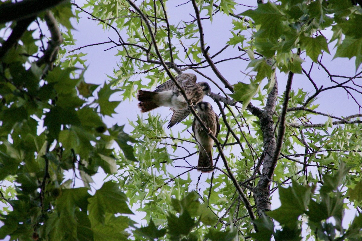 American Kestrel - ML621630142