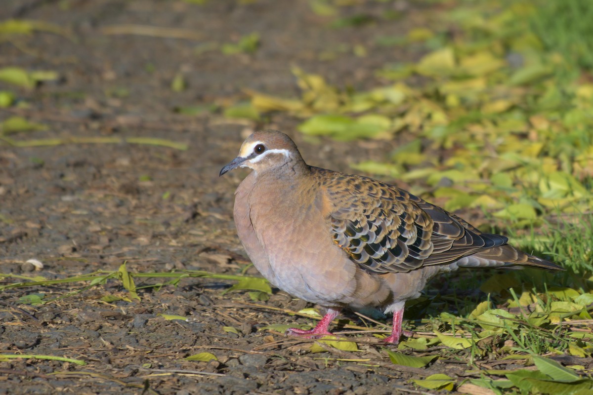 Spotted Dove - ML621630168