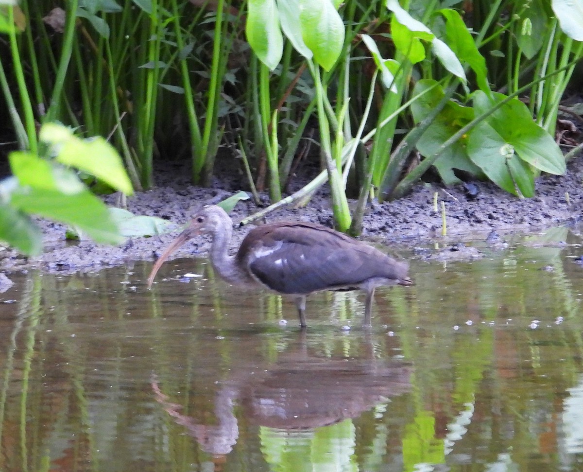 eBird Checklist - 19 Jul 2024 - Ashby Pond Conservancy Site - 13 species