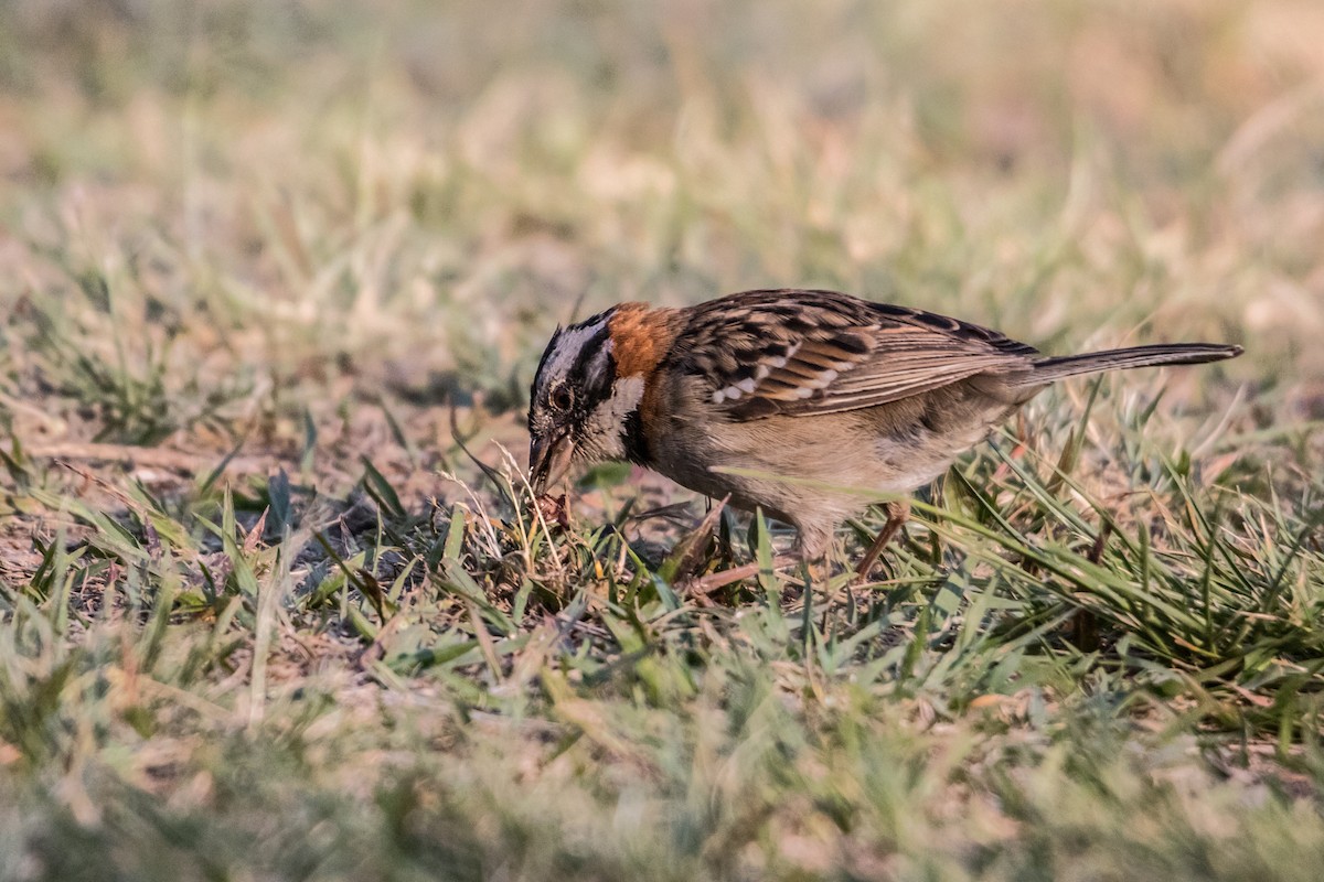 Rufous-collared Sparrow - Ido Ben-Itzhak