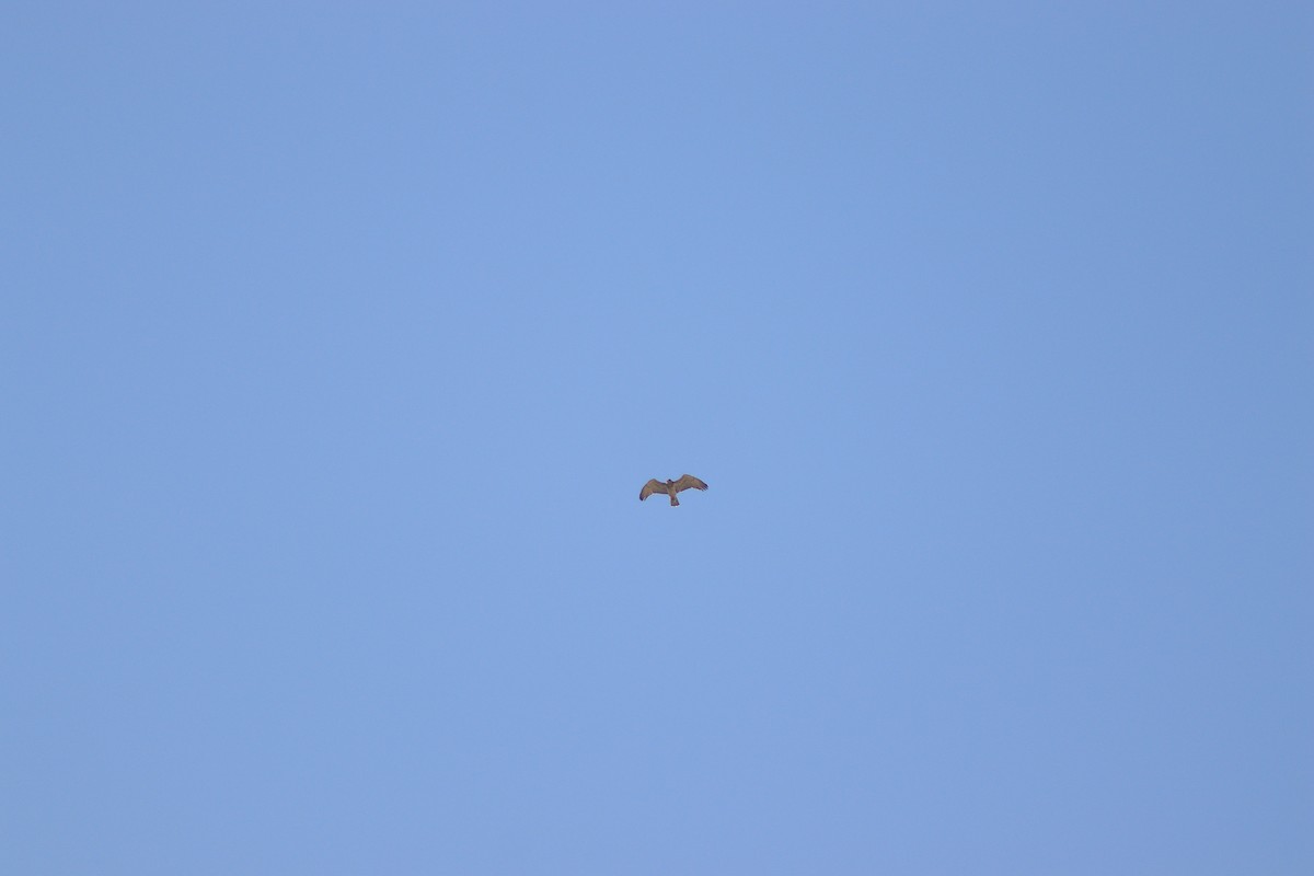 Short-toed Snake-Eagle - ML621630292