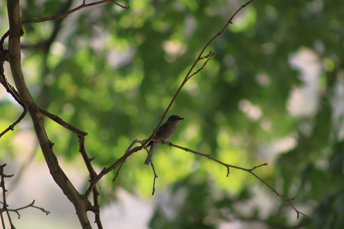 Spotted Flycatcher - ML621630297