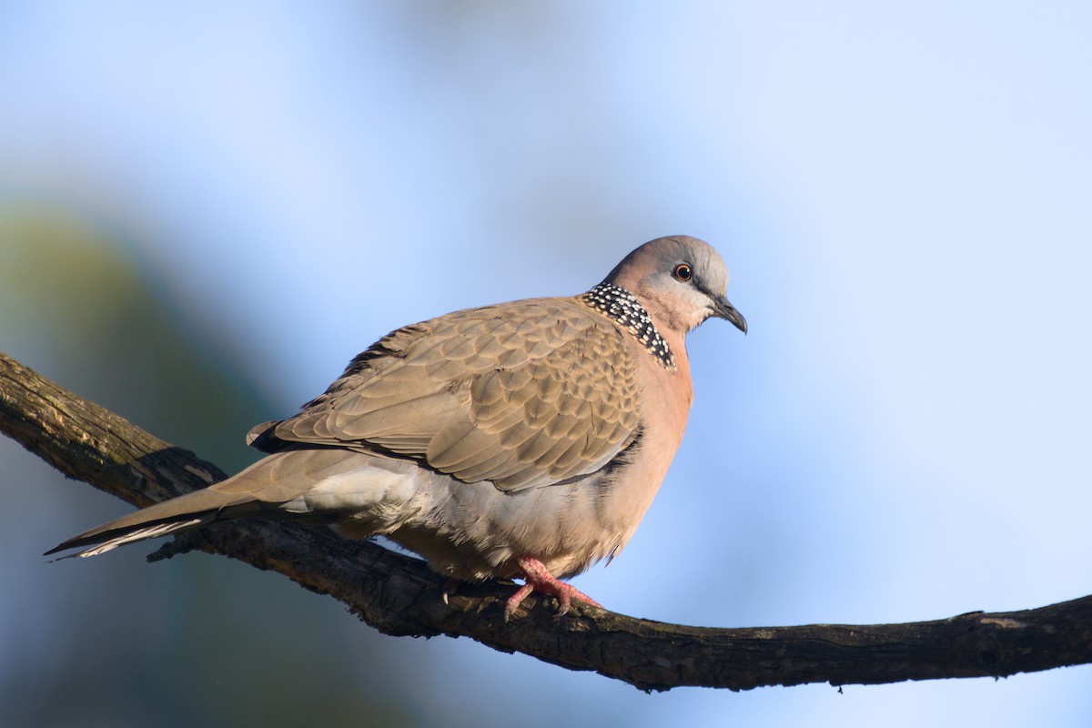 Spotted Dove - ML621630325