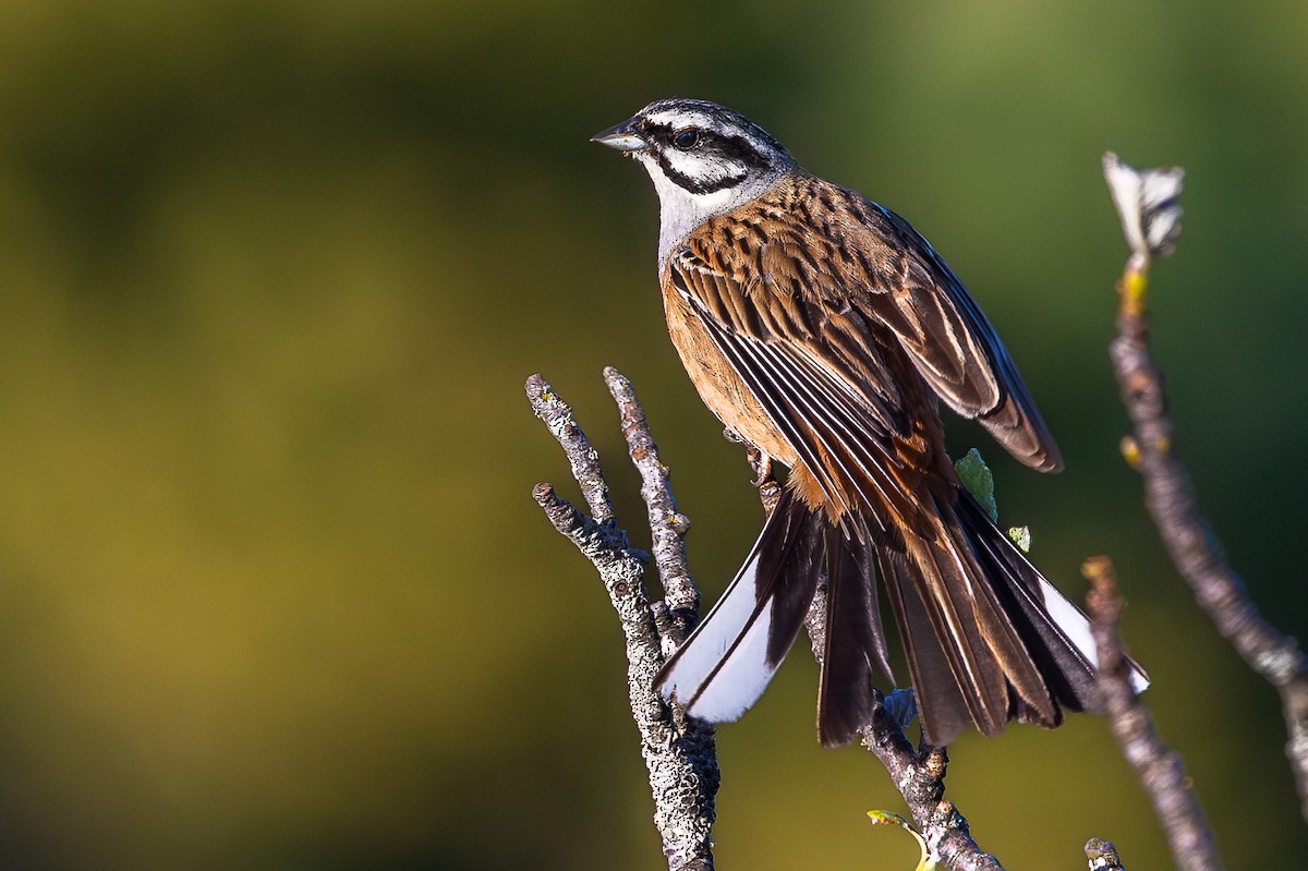 Rock Bunting - Honza Grünwald