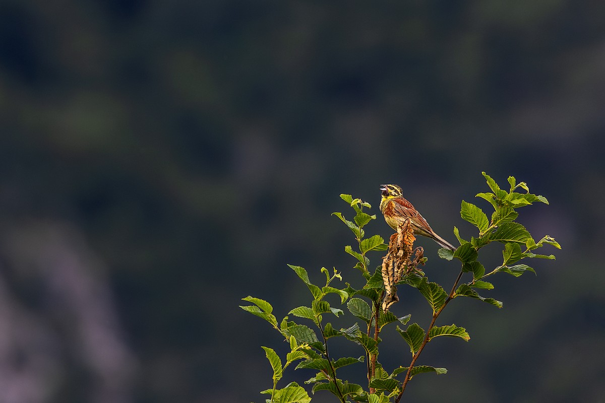 Cirl Bunting - ML621630576