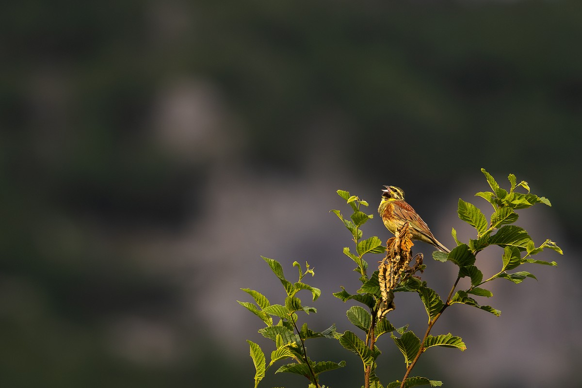 Cirl Bunting - ML621630577