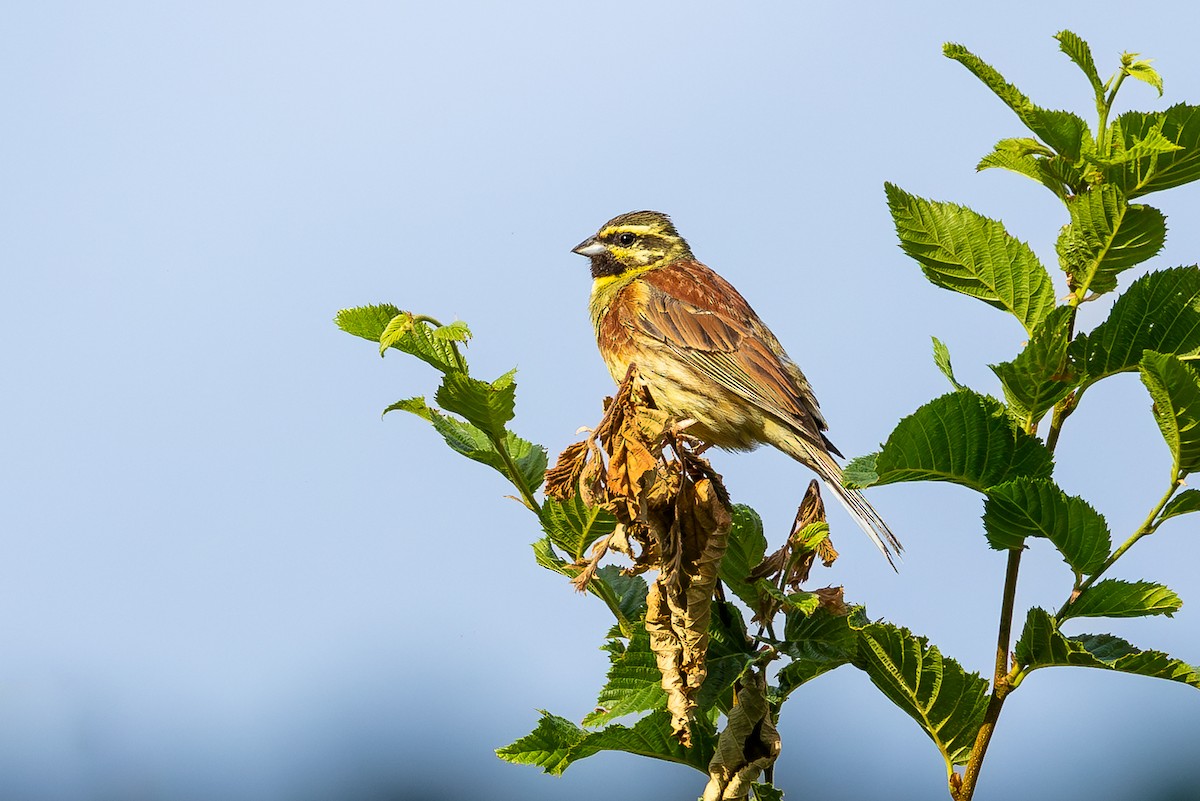 Cirl Bunting - ML621630579