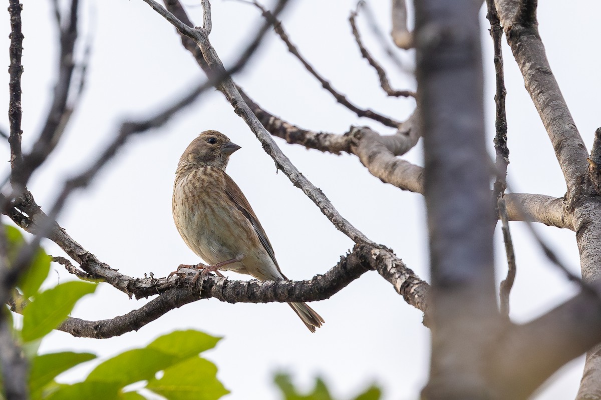 Eurasian Linnet - ML621630580