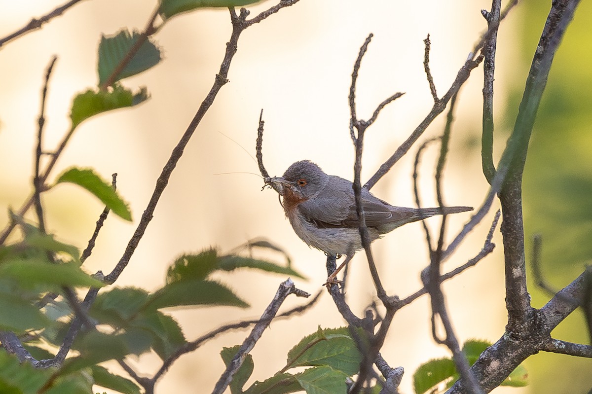 Eastern Subalpine Warbler - ML621630581