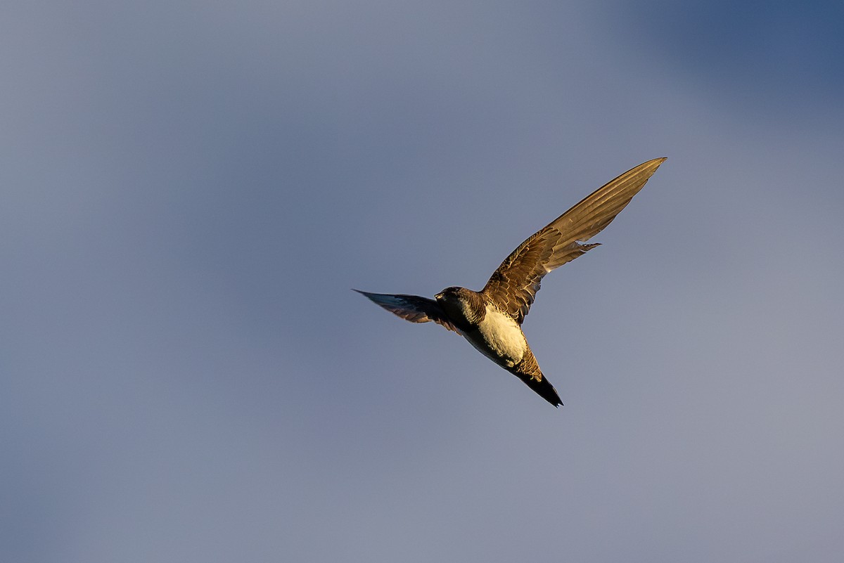 Alpine Swift - ML621630585