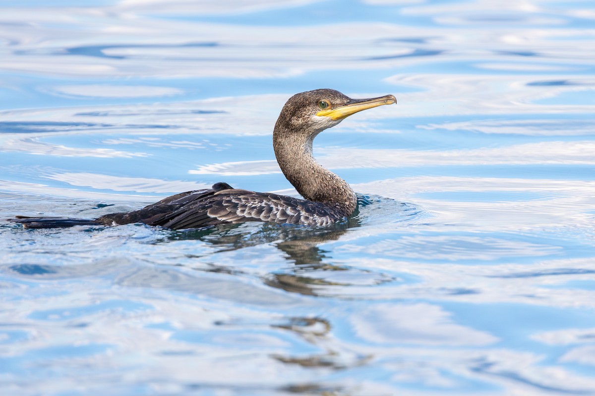 Cormorán Moñudo - ML621630608