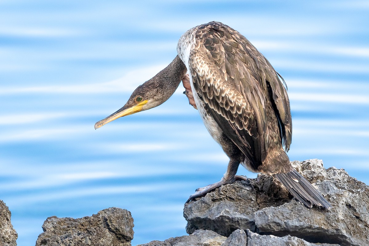 Cormorán Moñudo - ML621630610