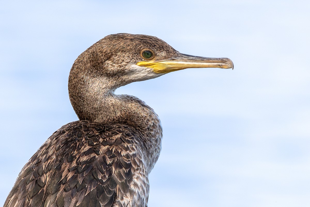 Cormorán Moñudo - ML621630611