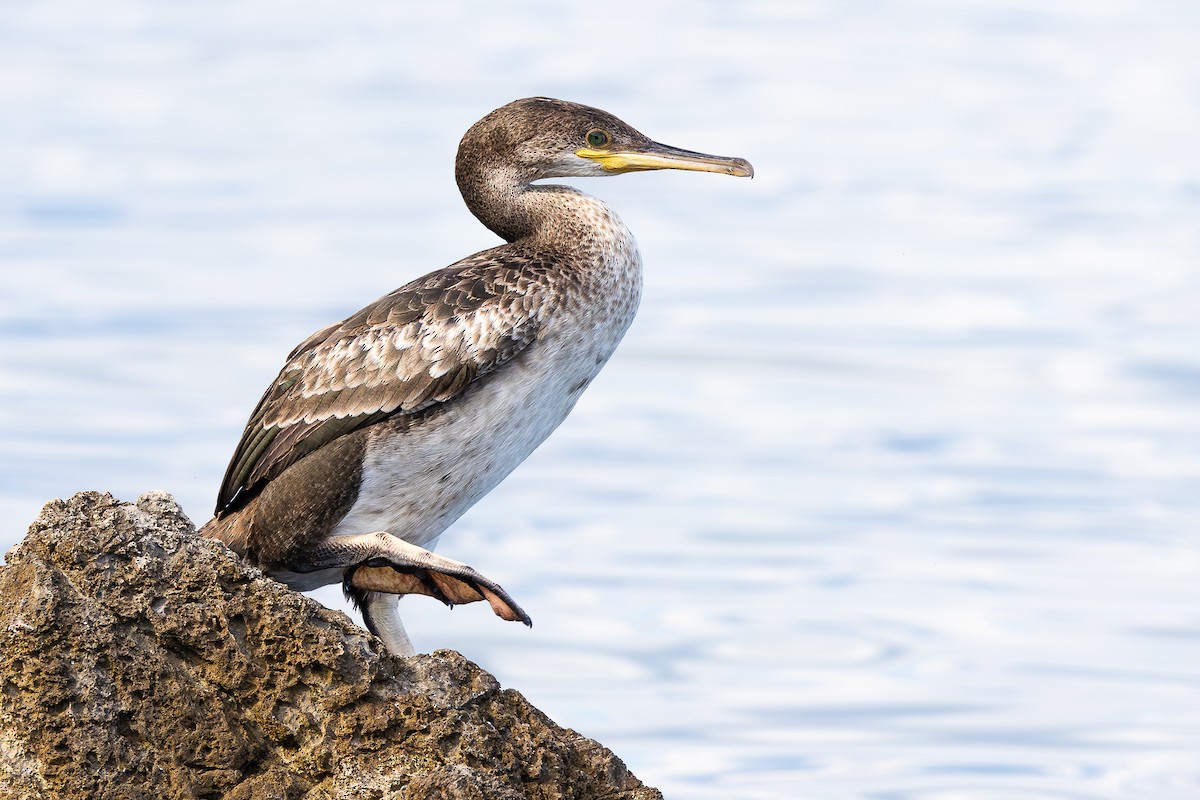 Cormorán Moñudo - ML621630612