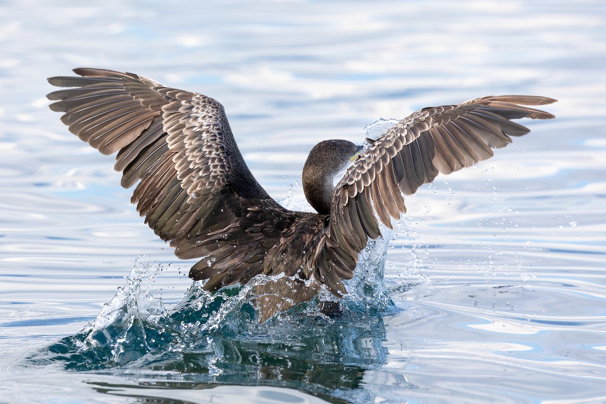 Cormorán Moñudo - ML621630613