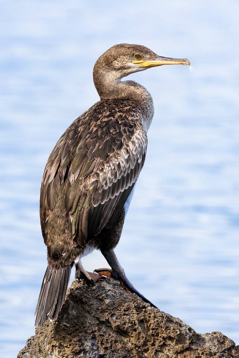 Cormorán Moñudo - ML621630614