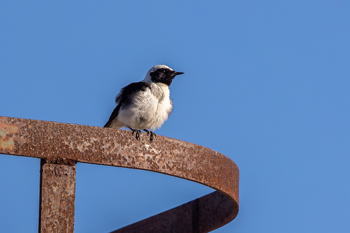 Eastern Black-eared Wheatear - ML621630649