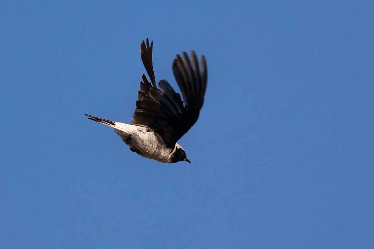 Eastern Black-eared Wheatear - ML621630650