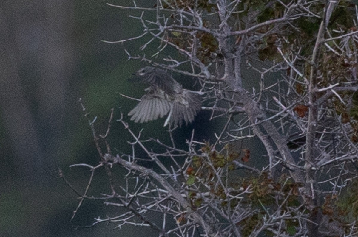 Eastern Orphean Warbler - ML621630656