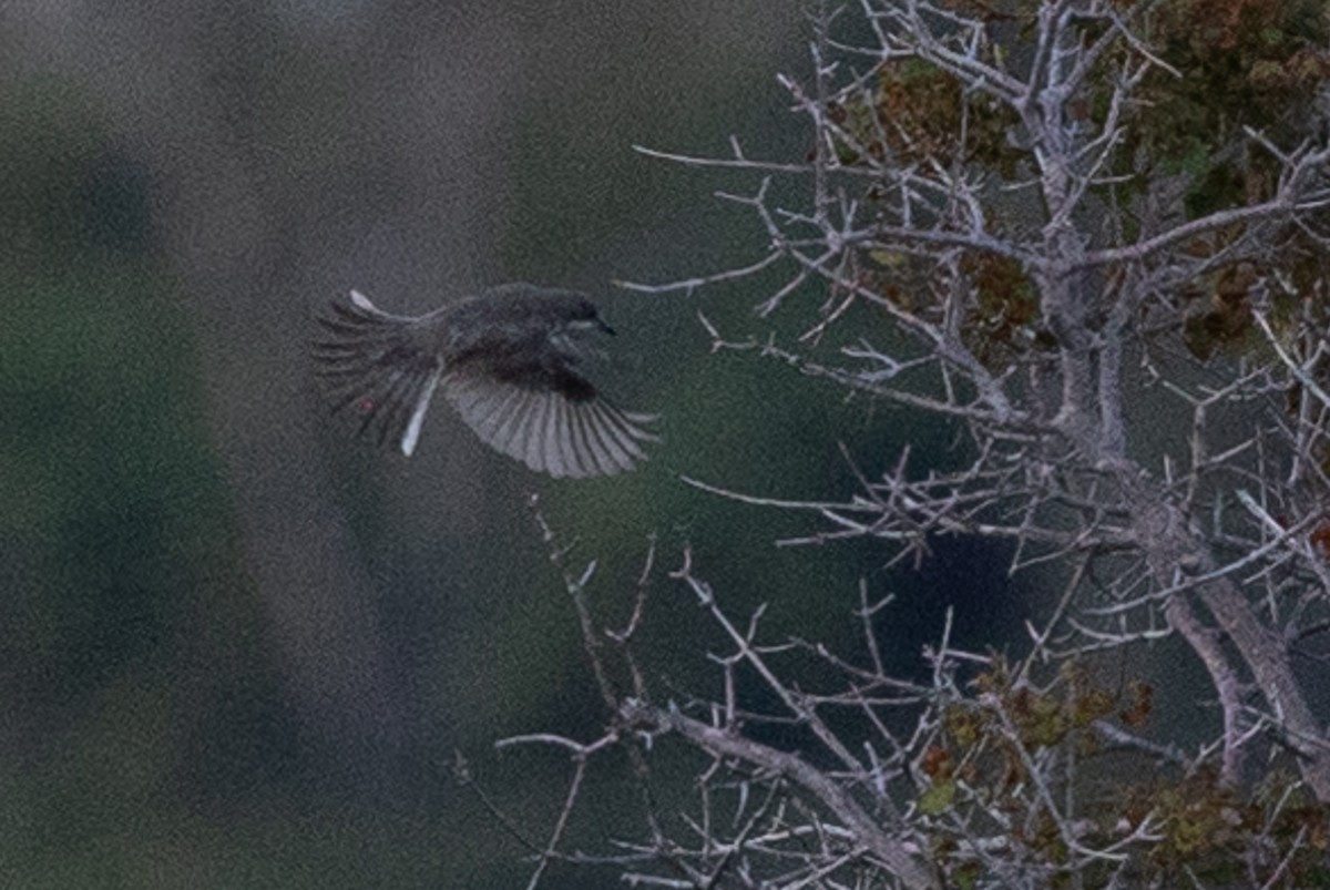 Eastern Orphean Warbler - ML621630657