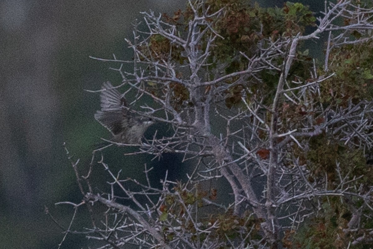 Eastern Orphean Warbler - Honza Grünwald