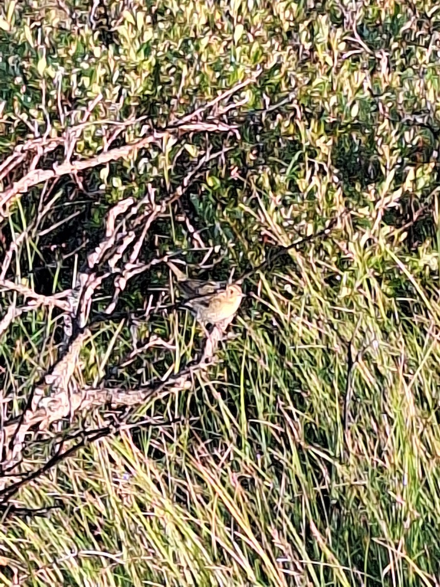 Nelson's Sparrow - ML621630758