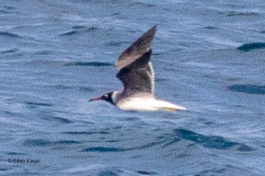 White-eyed Gull - ML621630773