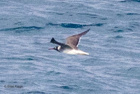 Gaviota Ojiblanca - ML621630774