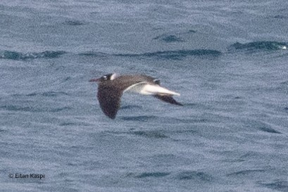 Gaviota Ojiblanca - ML621630775