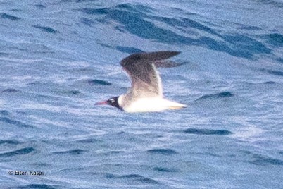 White-eyed Gull - ML621630776