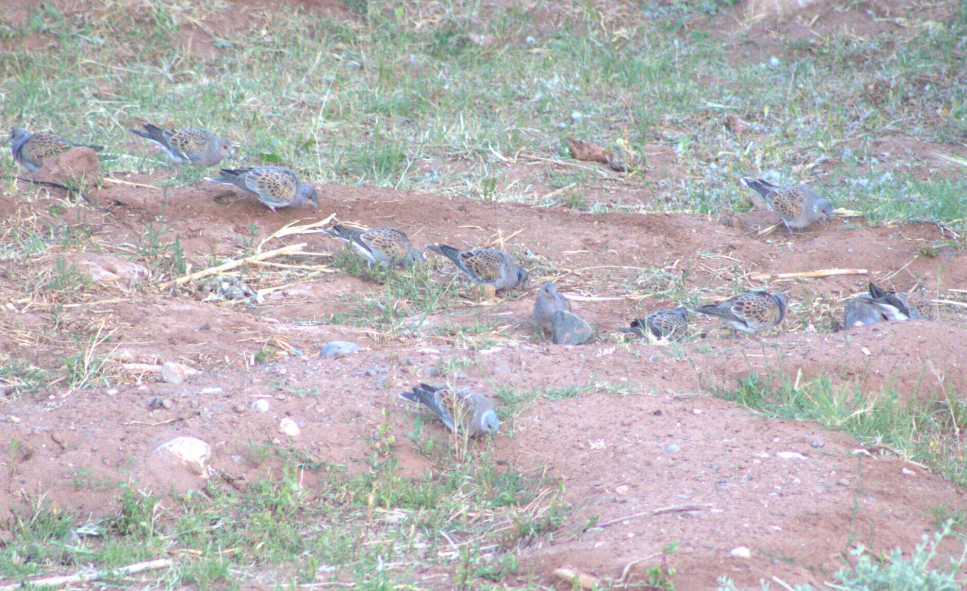 European Turtle-Dove - ML621630878