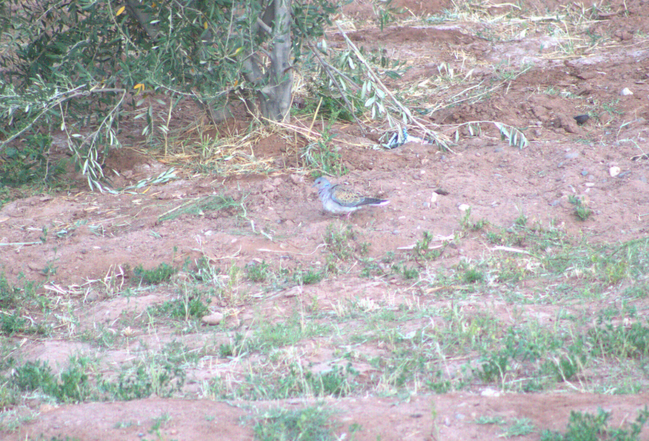 European Turtle-Dove - ML621630879