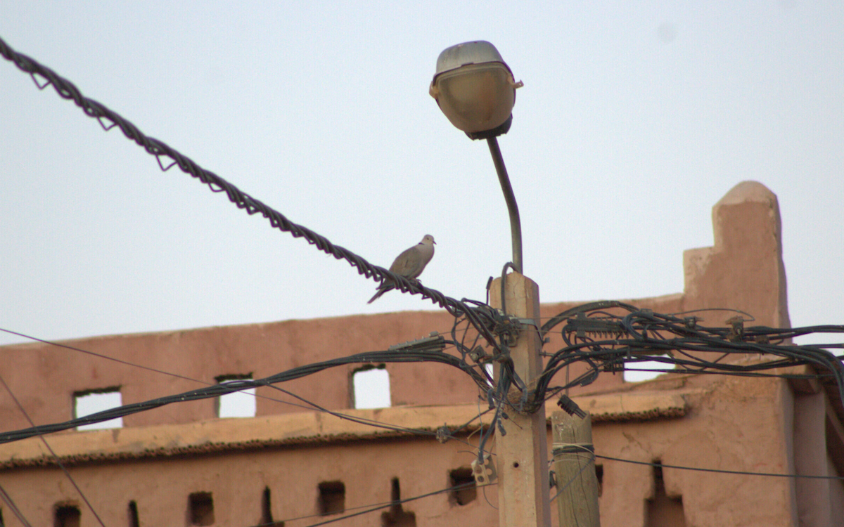 Eurasian Collared-Dove - ML621630885