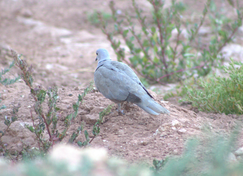 Eurasian Collared-Dove - ML621630886