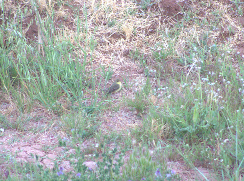 Melodious Warbler - ML621630893