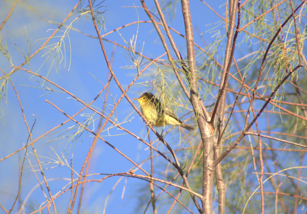 Melodious Warbler - ML621630894