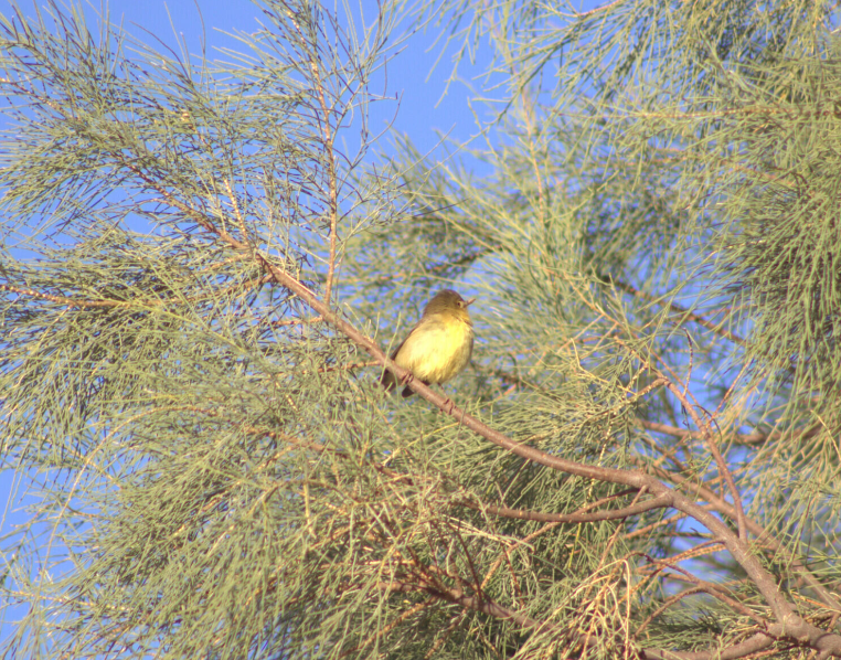 Melodious Warbler - ML621630895