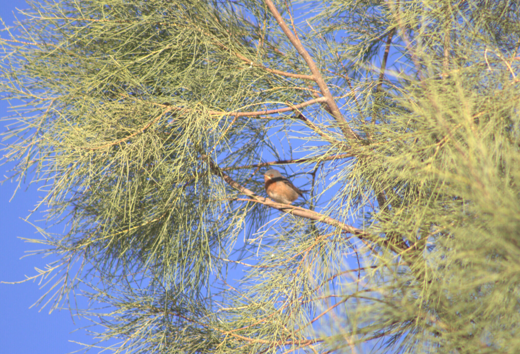 Western Subalpine Warbler - ML621630899