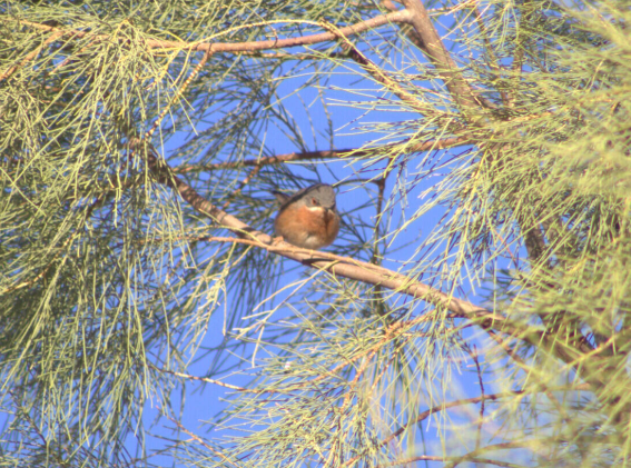 Western Subalpine Warbler - ML621630901