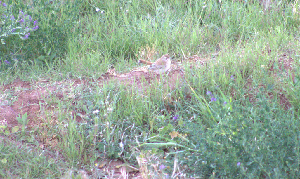 Rufous-tailed Scrub-Robin - ML621630904