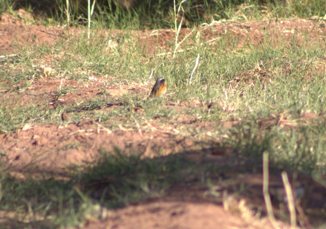 Common Redstart - ML621630905